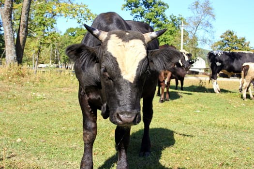 Black bull with herd of cows