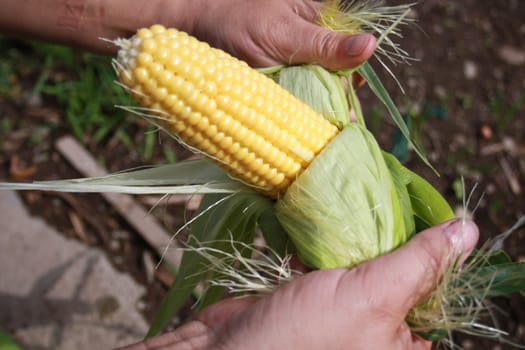 The person cleans corn fruits