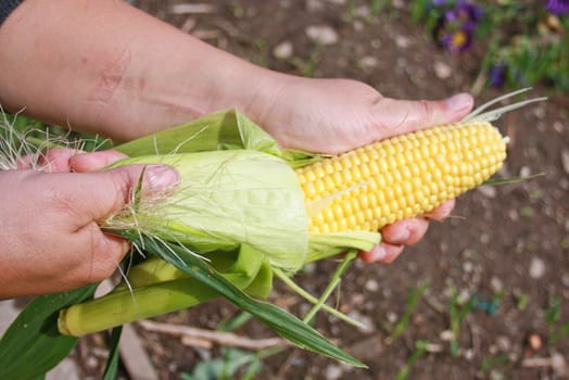 The person has control over a corn ear