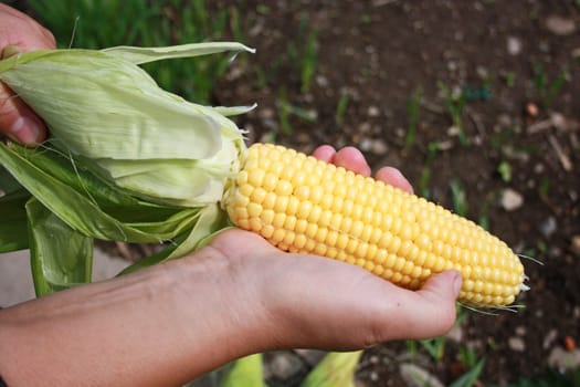 The person has control over a corn ear