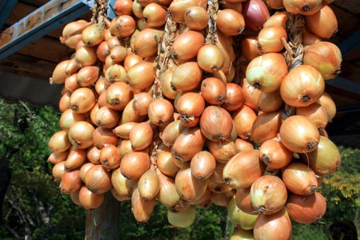 Onions fruits dry on the sun