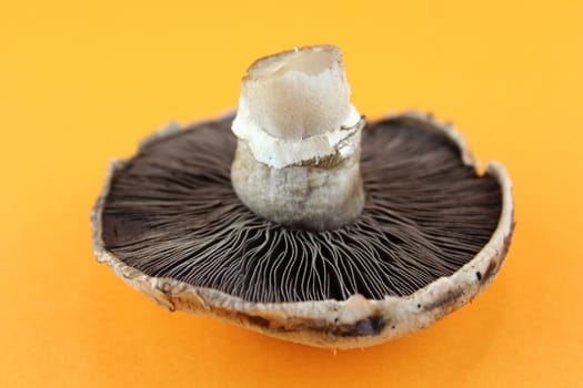 button mushrooms, champignons.