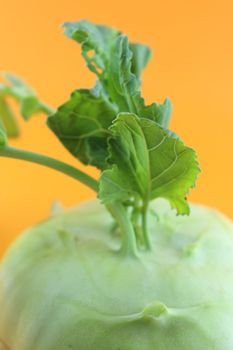 Cabbage kohlrabi on orange background