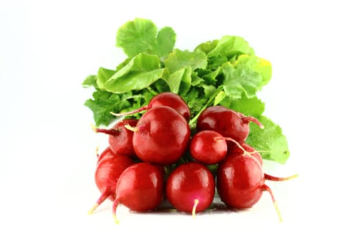 Small garden red radish on white background