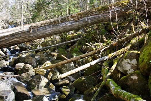 The old, fallen tree lies over the big stones