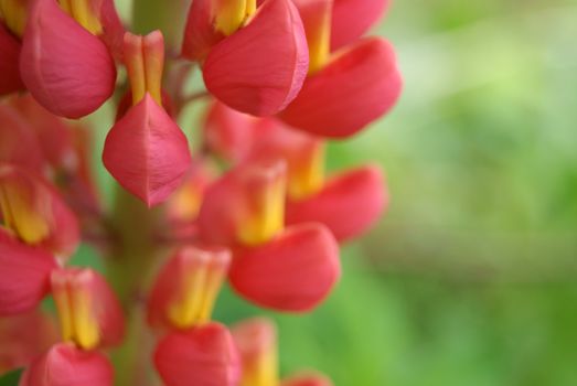 Red Lupine on green transparent background 