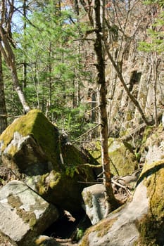 Tree on the big stones in gorge of mountains