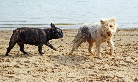 French bulldog following shaggy terrier on sandy beach