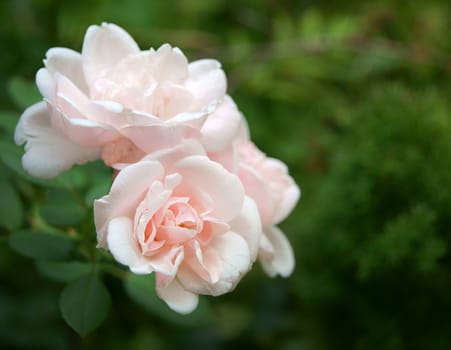 Pink rose flowers closeup, green garden background