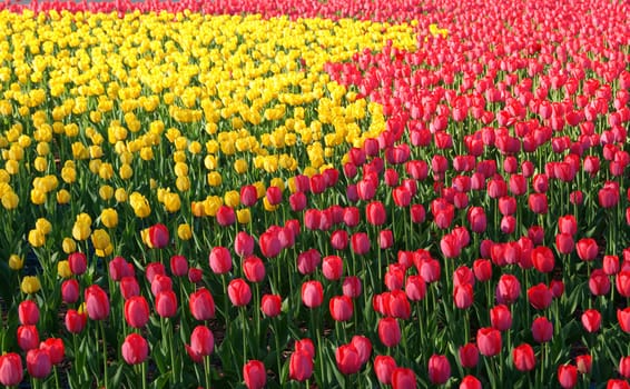 A field of yellow and red tulips