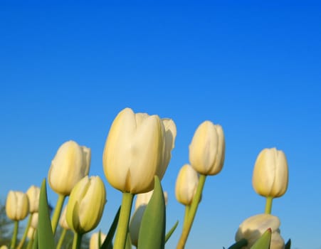 Group of white tulips on clear sky background