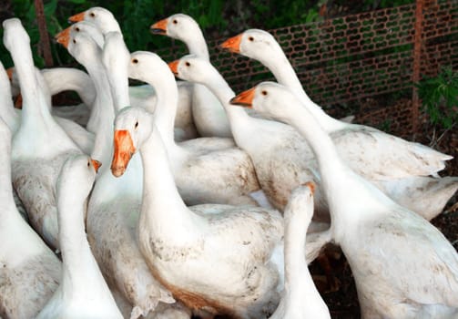 Curious white dirty geese 