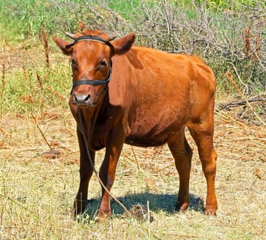 Red young calf feeding