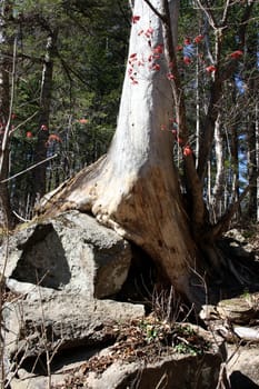 Landscape of coniferous wood with the big tree on huge stones