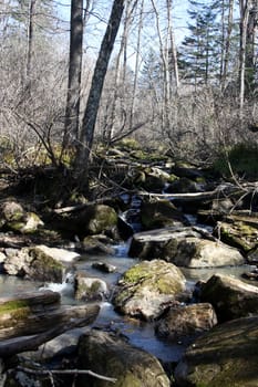 The stream flows in autumn wood