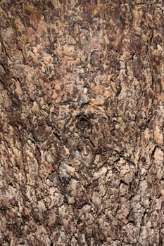 Beautiful pattern of a bark of a coniferous tree