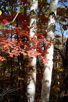 Red maple and silver birches in autumn wood