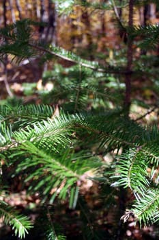 Green needles of a young fur-tree