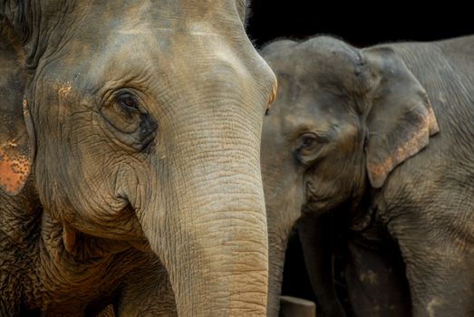 Elephant family in northern Thailand