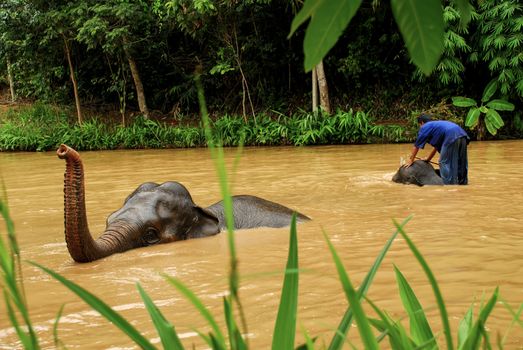 Elephant family in northern Thailand