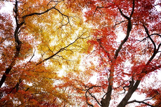 Orange maple leaves in japan