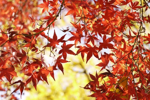 Orange maple leaves in japan