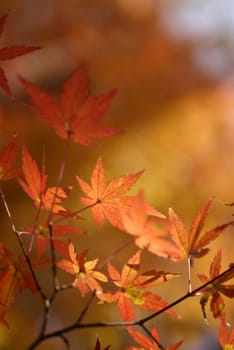 Orange maple leaves in japan