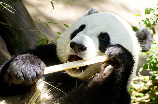 A panda takes lunch as he does for most of the day on bamboo