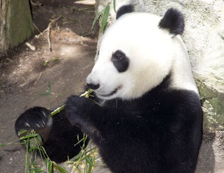 A panda takes lunch as he does for most of the day on bamboo