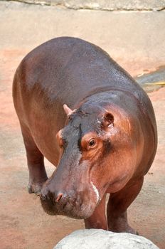 The hippopotamus is semi-aquatic, inhabiting rivers and lakes where territorial bulls preside over a stretch of river and groups of 5 to 30 females and young.