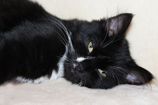 The black and nice cat sleeps on a sofa