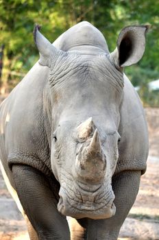 The White or Square-lipped Rhinoceros is the third most massive remaining land animal in the world, after the Elephant and the hippopotamus.
