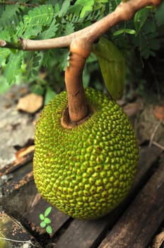 The flesh of the jackfruit is starchy, fibrous and is a source of dietary fiber. The flavour is similar to a tart banana.