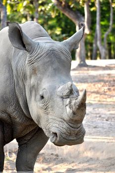 The White or Square-lipped Rhinoceros is the third most massive remaining land animal in the world, after the Elephant and the hippopotamus.