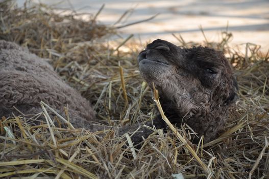 The dromedary or Arabian camel has a single hump. Dromedaries are native to the dry desert areas of West Asia.
