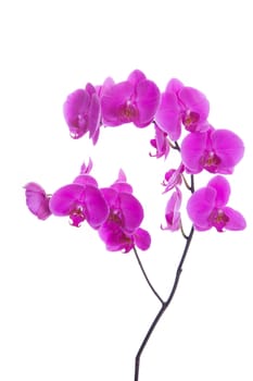 pink flowers orchid on a white background isolated