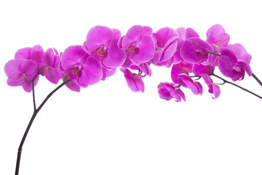 pink flowers orchid on a white background isolated