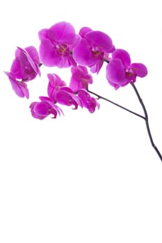 pink flowers orchid on a white background isolated