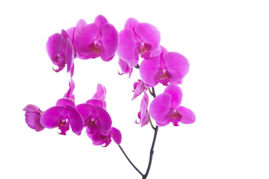 pink flowers orchid on a white background isolated