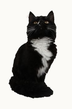 Beautiful black cat isolated on a white background