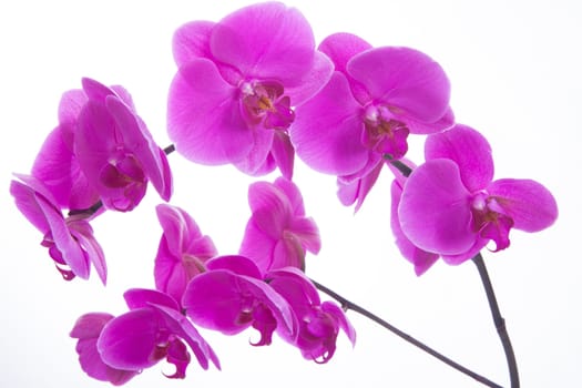 pink flowers orchid on a white background isolated