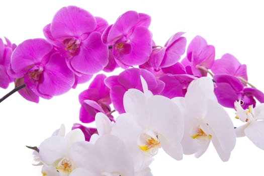 pink flowers orchid on a white background isolated