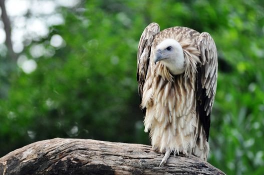 The Himalayan Griffon Vulture is a typical vulture, with a bald white head, very broad wings, and short tail feathers. It is even larger than the European Griffon Vulture. It has a white neck ruff and yellow bill. The whitish body and wing coverts contrast with the dark flight feathers.