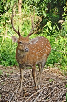 The Sika deer is one of the few deer species that does not lose its spots upon reaching maturity. Spot patterns vary with region.