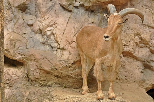 Barbary Sheep stand 80 to 100 cm (2.6 to 3.3 ft) tall at the shoulder and weigh 40 to 140 kg (88 to 310 lb). They are a sandy-brown color, darkening with age, with a slightly lighter underbelly and a darker line along the back.