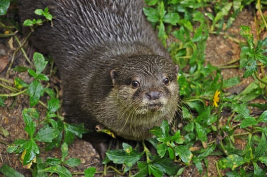 Otter is semi-aquatic mammal. Otters live up to 16 years