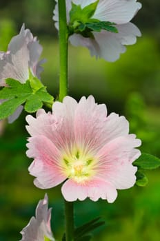 Pink flower of hollyhock (Althaea rosea) in park.