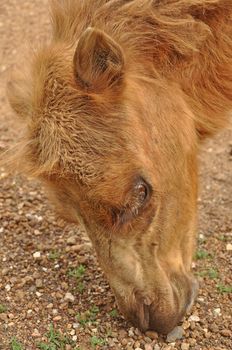 The Bactrian camel is a large even-toed ungulate native to the steppes of central Asia.