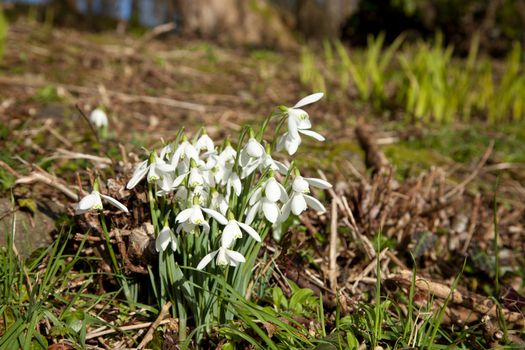 A small group of snowdrops, Galanthus nivalus, amongst leaf litter on a woodland floor.
