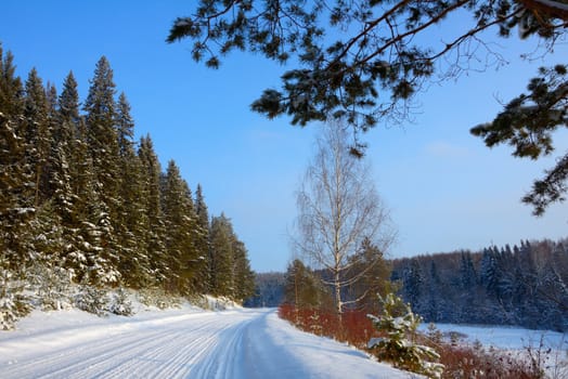 snow-covered road next to the pine forest under a blue sky